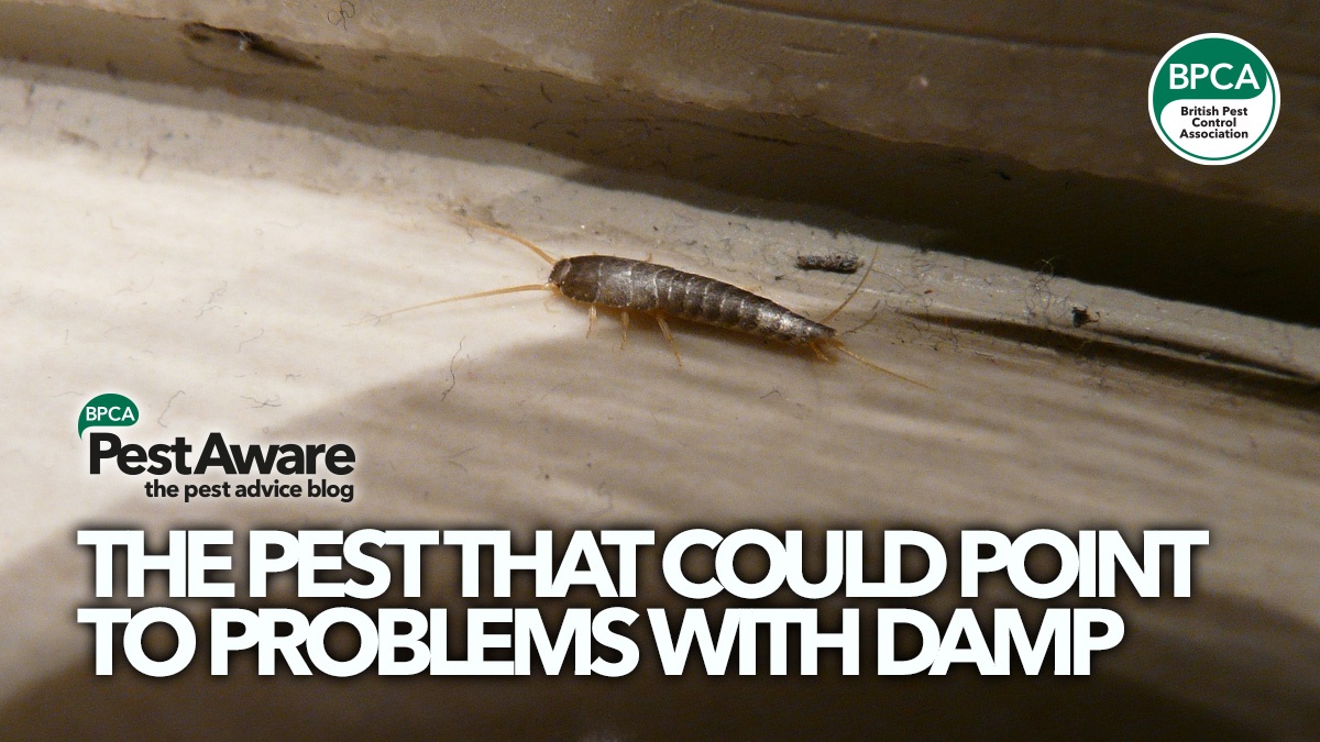 silverfish-pestaware-hero silverfish-pestaware-hero